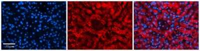 Immunohistochemistry: FKBP38 Antibody [NBP1-59018]