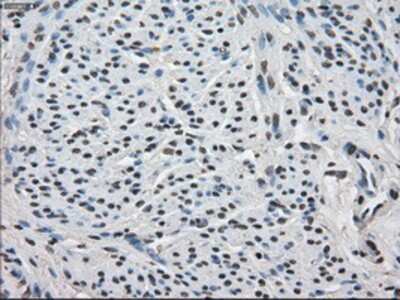 Immunohistochemistry-Paraffin: FKBP51/FKBP5 Antibody (OTI3E9) [NBP1-47755]