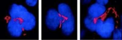 Immunocytochemistry/ Immunofluorescence: FKBP51/FKBP5 Antibody (Hi51B) [NB110-96873]