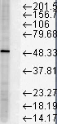 Western Blot: FKBP51/FKBP5 Antibody (Hi51B) [NB110-96873]