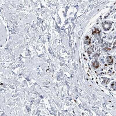 Immunohistochemistry-Paraffin: FKBP51/FKBP5 Antibody [NBP1-84677]