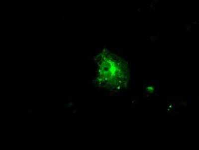 Immunocytochemistry/ Immunofluorescence: FKBP51/FKBP5 Antibody (OTI3E9) - Azide and BSA Free [NBP2-70742]