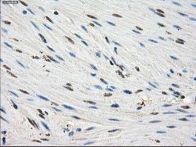 Immunohistochemistry: FKBP51/FKBP5 Antibody (OTI3E9) - Azide and BSA Free [NBP2-70742]