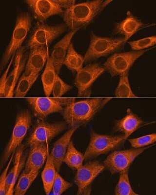 Immunocytochemistry/ Immunofluorescence: FKBP52/FKBP4 Antibody (3Q6H2) [NBP3-16387]