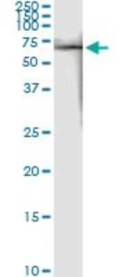 Immunoprecipitation: FKBP52/FKBP4 Antibody (5C11) [H00002288-M01]