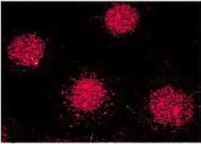 Immunocytochemistry/ Immunofluorescence: FKBP52/FKBP4 Antibody (Hi52C) [NB110-96874]