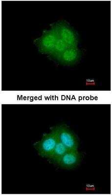 Immunocytochemistry/ Immunofluorescence: FKBP52/FKBP4 Antibody [NBP1-33702]