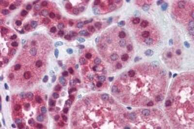 Immunohistochemistry-Paraffin: FKBP52/FKBP4 Antibody [NBP1-18845]