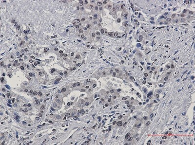 Immunohistochemistry-Paraffin: FKBP52/FKBP4 Antibody (S08-4F8) [NBP3-19864]