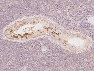 Immunohistochemistry-Paraffin: FKBP6 Antibody [NBP2-97729]