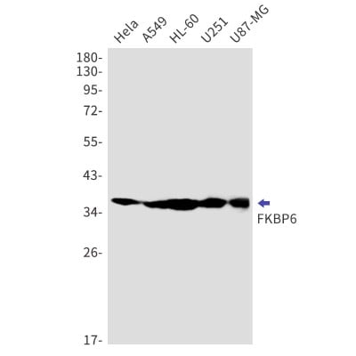 Western Blot: FKBP6 Antibody (S05-4G2) [NBP3-19865]
