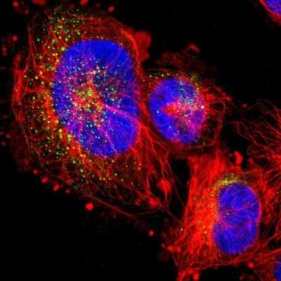 Immunocytochemistry/ Immunofluorescence: FKBP9 Antibody [NBP1-83887]
