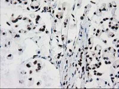 Immunohistochemistry: FKBPL Antibody (OTI2D8) - Azide and BSA Free [NBP2-72125]
