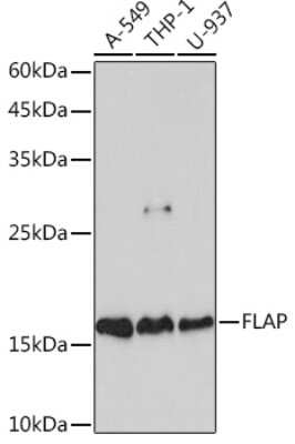 Western Blot: FLAP Antibody (2S7Z0) [NBP3-15828]