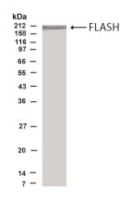 Western Blot: FLASH AntibodyBSA Free [NB500-218]