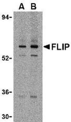 Western Blot: FLIP AntibodyBSA Free [NBP1-77016]