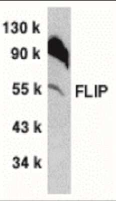 Western Blot: FLIP AntibodyBSA Free [NBP1-77020]