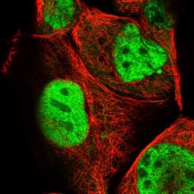 Immunocytochemistry/ Immunofluorescence: FLJ10154 Antibody [NBP1-87921]