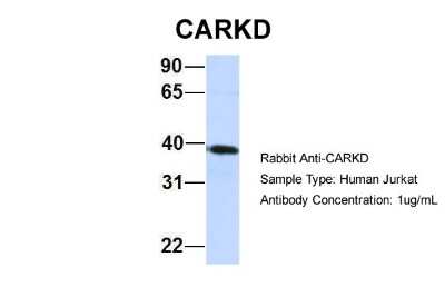 Western Blot: FLJ10769 Antibody [NBP1-62516]