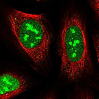 Immunocytochemistry/ Immunofluorescence: FLJ11184 Antibody [NBP1-87907]