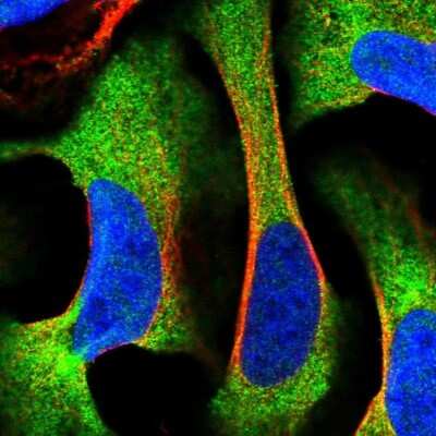 Immunocytochemistry/ Immunofluorescence: FLJ21908 Antibody [NBP1-89850]