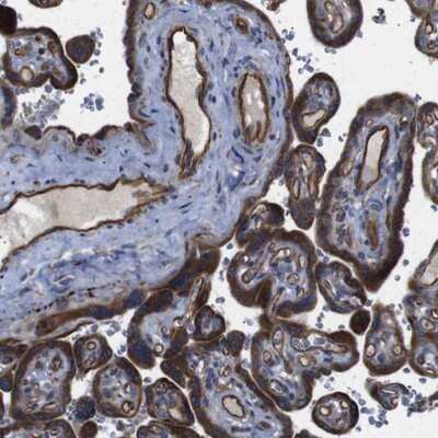 Immunohistochemistry-Paraffin: POMK/SGK196 Antibody [NBP2-13302]
