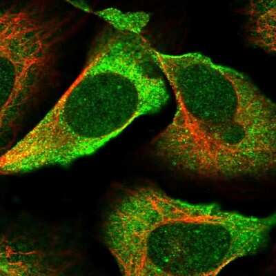 Immunocytochemistry/ Immunofluorescence: FLJ25006 Antibody [NBP2-47455]