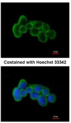 Immunocytochemistry/ Immunofluorescence: FLRT1 Antibody [NBP1-31403]