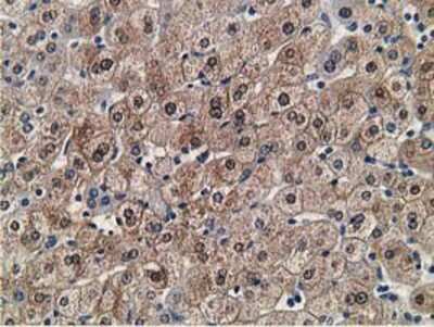 Immunohistochemistry-Paraffin: FLYWCH2 Antibody (OTI3G3) [NBP2-00646]
