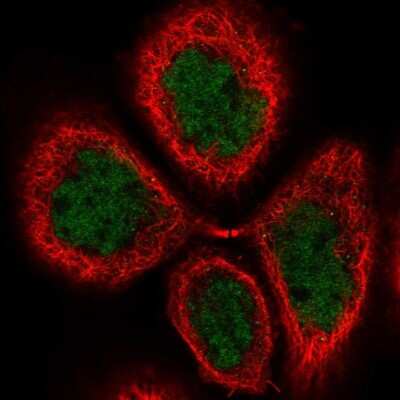 Immunocytochemistry/ Immunofluorescence: FLYWCH2 Antibody [NBP1-86227]