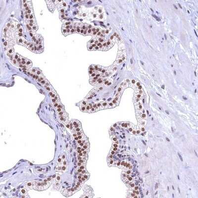 Immunohistochemistry-Paraffin: FLYWCH2 Antibody [NBP1-86227]