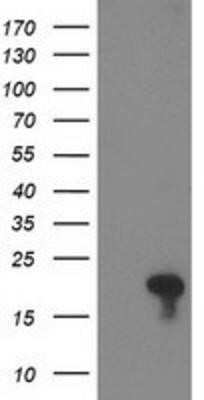 Flow Cytometry: FLYWCH2 Antibody (OTI3G3) - Azide and BSA Free [NBP2-72341]
