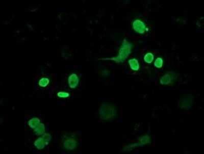 Immunocytochemistry/ Immunofluorescence: FLYWCH2 Antibody (OTI3G3) - Azide and BSA Free [NBP2-72341]