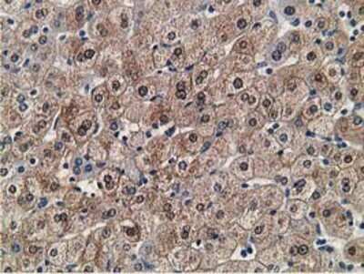 Immunohistochemistry: FLYWCH2 Antibody (OTI3G3) - Azide and BSA Free [NBP2-72341]