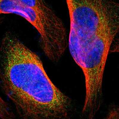 Immunocytochemistry/ Immunofluorescence: FMNL1 Antibody [NBP1-88460]