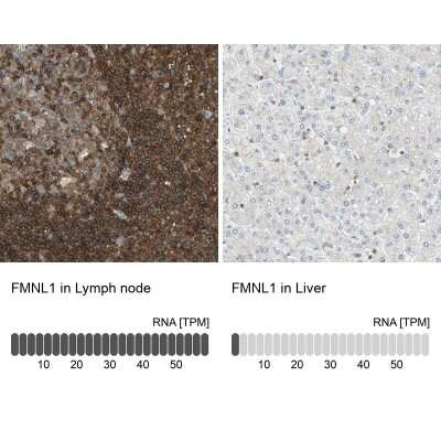 Immunohistochemistry-Paraffin: FMNL1 Antibody [NBP1-88460]