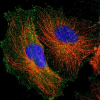 Immunocytochemistry/ Immunofluorescence: FMNL2 Antibody [NBP1-83901]