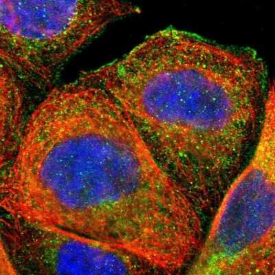 Immunocytochemistry/ Immunofluorescence: FMNL3 Antibody [NBP1-84092]
