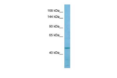 Western Blot: FMNL3 Antibody [NBP2-87451]