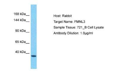 Western Blot: FMNL3 Antibody [NBP2-87452]