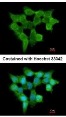 Immunocytochemistry/ Immunofluorescence: FMO3 Antibody [NBP1-33583]