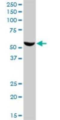 Western Blot: FMO3 Antibody [H00002328-B01P]