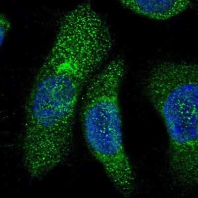 Immunocytochemistry/ Immunofluorescence: FMO5 Antibody [NBP1-86093]