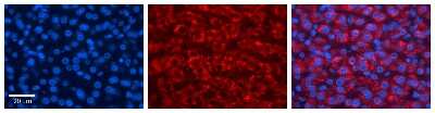 Immunohistochemistry: FMO5 Antibody [NBP1-59731]