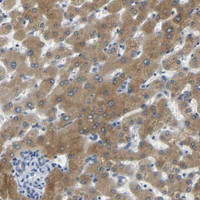 Immunohistochemistry-Paraffin: FMO5 Antibody [NBP1-86093]