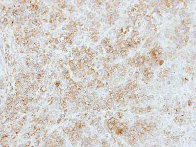 Immunohistochemistry-Paraffin: FMO5 Antibody [NBP2-16512]