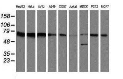 Western Blot: FMRP Antibody (OTI1C6)Azide and BSA Free [NBP2-70756]