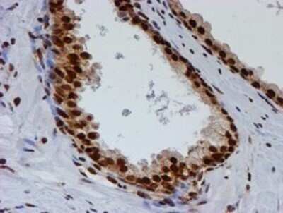 Immunohistochemistry: FMRP Antibody (OTI3B4) - Azide and BSA Free [NBP2-70761]