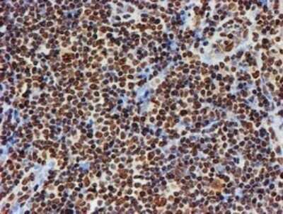 Immunohistochemistry: FMRP Antibody (OTI3B4) - Azide and BSA Free [NBP2-70761]