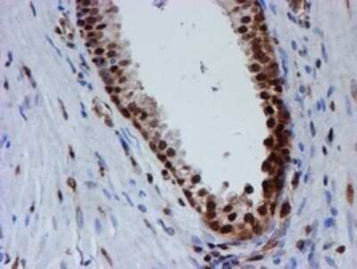 Immunohistochemistry: FMRP Antibody (OTI3B4) - Azide and BSA Free [NBP2-70761]